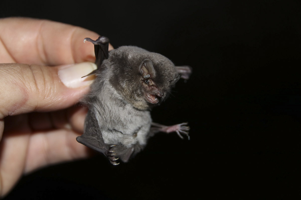 A Vargyas-szoros denevérei